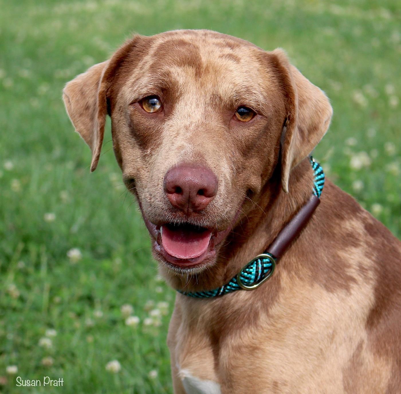 Chillie, ADOPTABLE, Adult Female Catahoula Leopard Dog.
