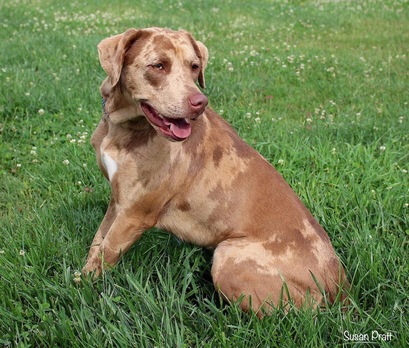 Chillie, a ADOPTABLE mixed breed in Bedford, VA image 3/3