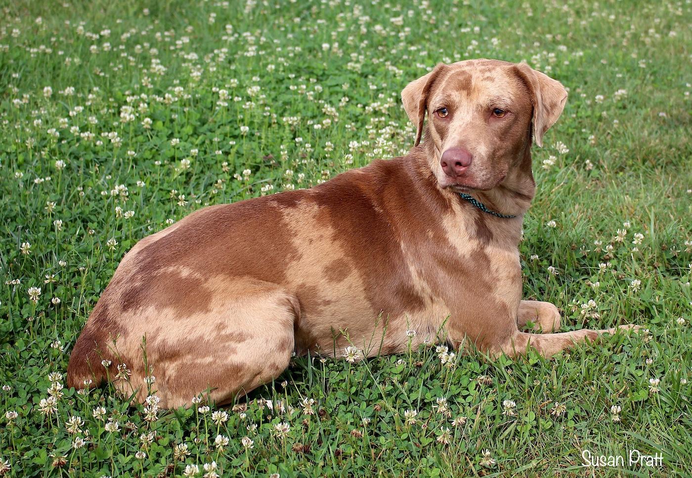 Chillie, a ADOPTABLE mixed breed in Bedford, VA image 2/3