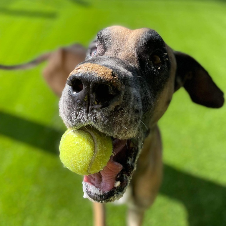 Enlarge Bruno, a Adoptable Great Dane in Dayton, OH image 9/9