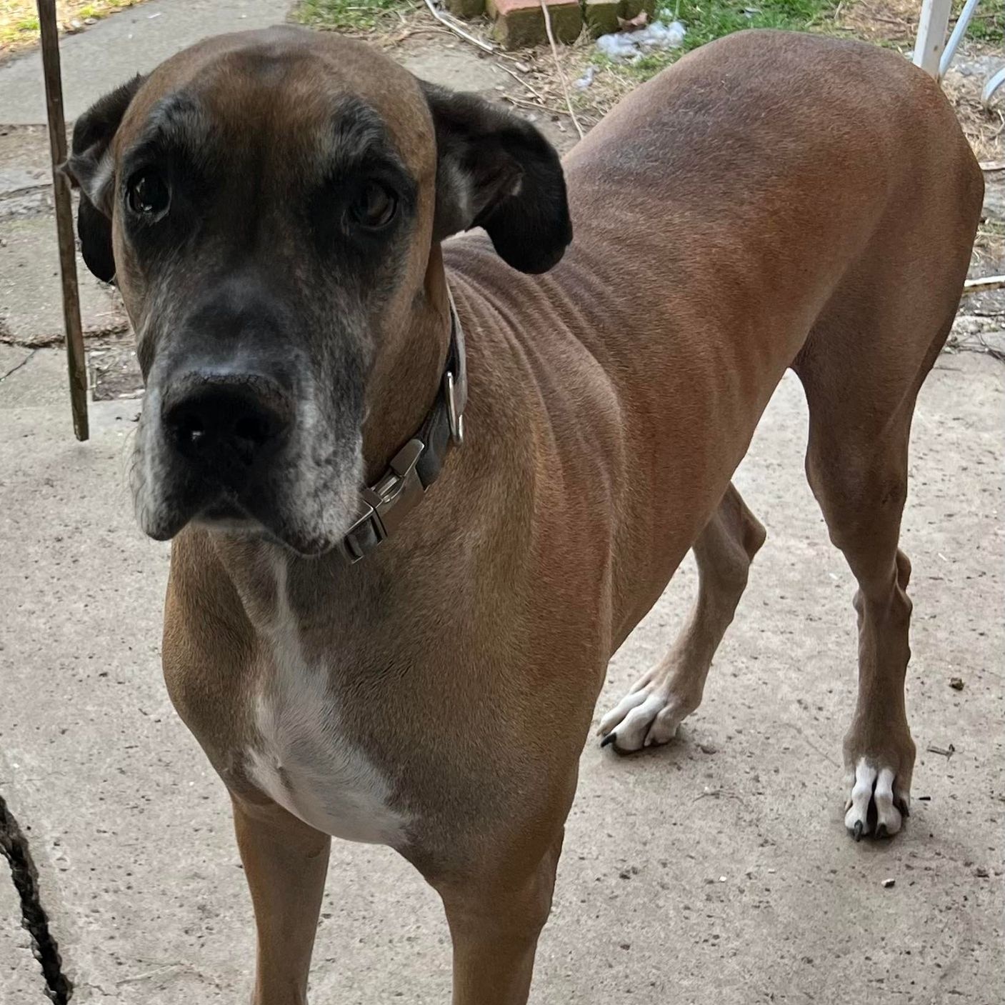 Enlarge Bruno, a Adoptable Great Dane in Dayton, OH image 7/9