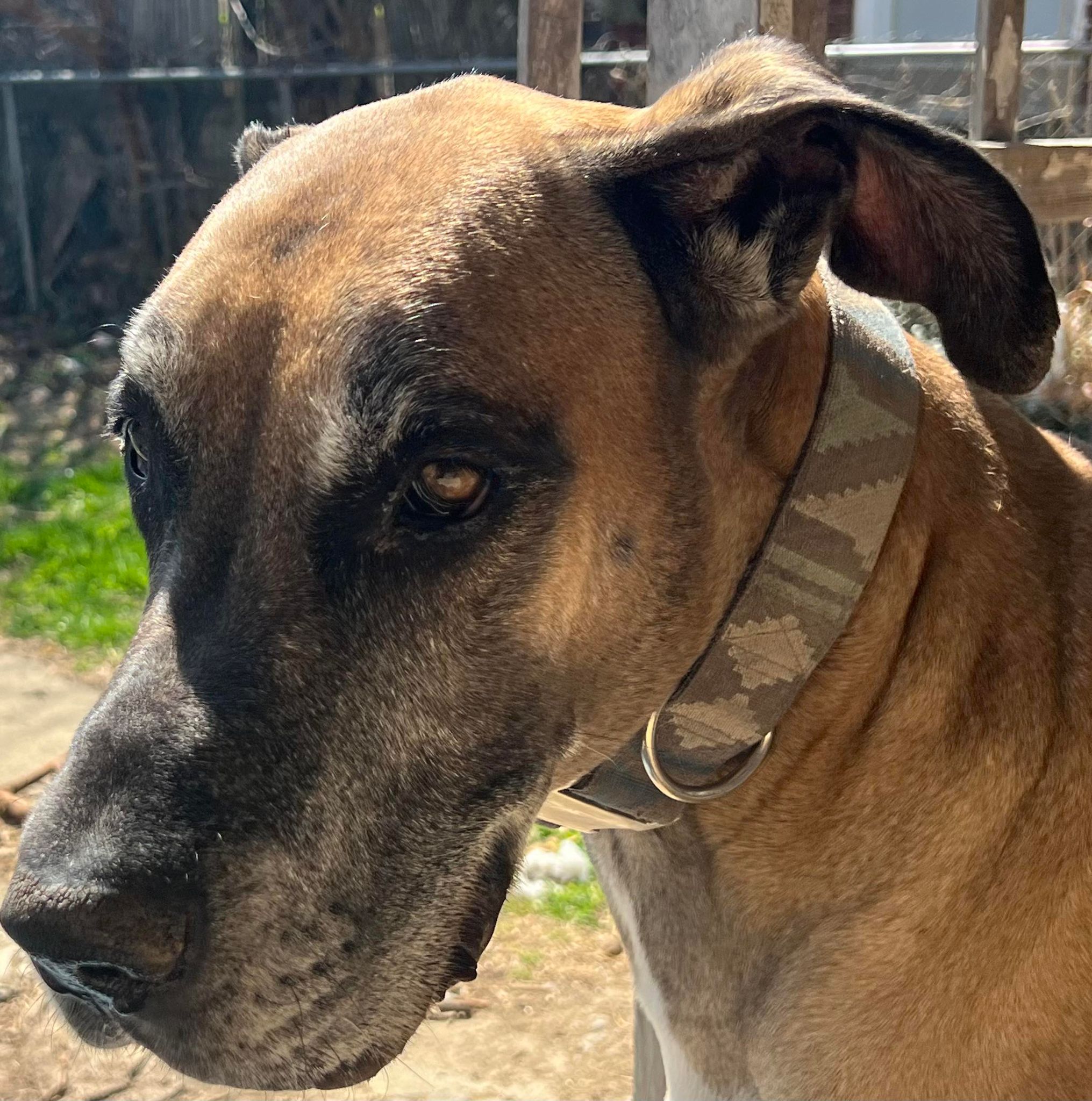 Enlarge Bruno, a Adoptable Great Dane in Dayton, OH image 8/9