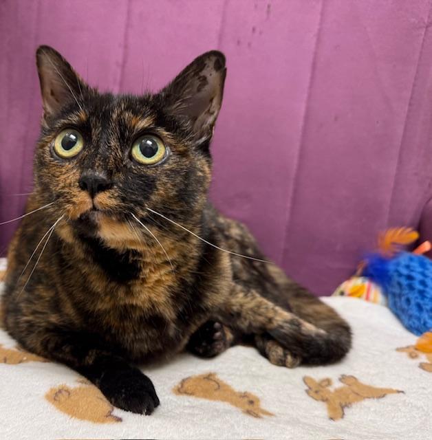 Enlarge Kit, a ADOPTABLE Tortoiseshell in Camarillo, CA image 1/1