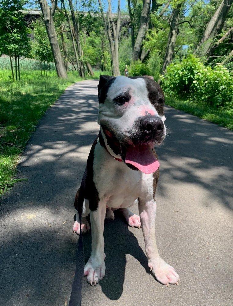Enlarge Cowboy, a Adoptable mixed breed in Elmsford, NY image 2/6