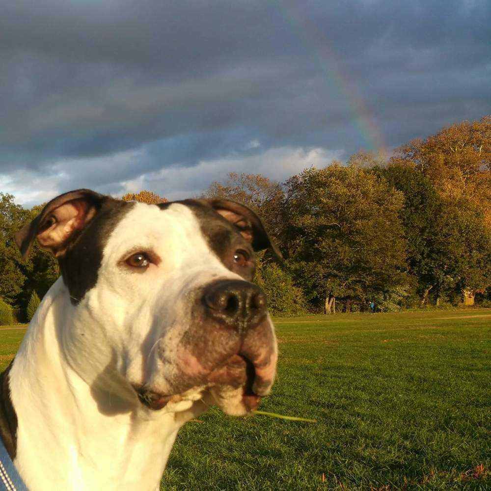 Enlarge Cowboy, a Adoptable mixed breed in Elmsford, NY image 3/6