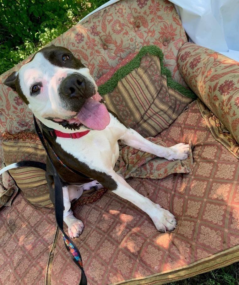 Enlarge Cowboy, a Adoptable mixed breed in Elmsford, NY image 4/6