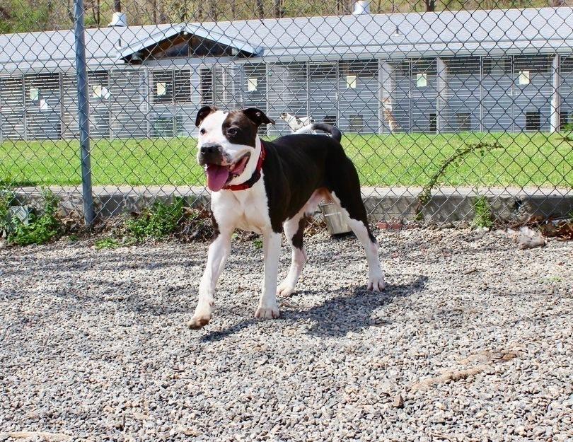 Enlarge Cowboy, a Adoptable mixed breed in Elmsford, NY image 5/6