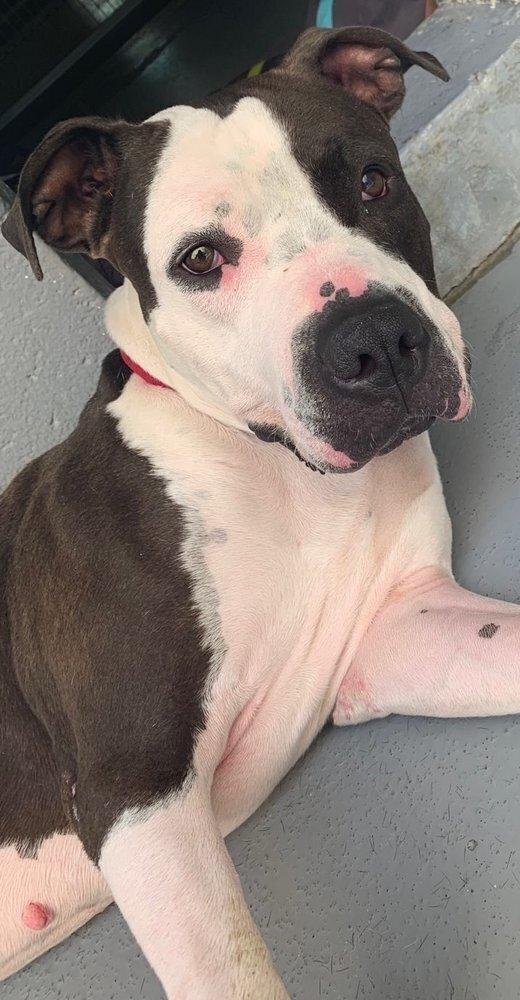 Enlarge Cowboy, a Adoptable mixed breed in Elmsford, NY image 6/6