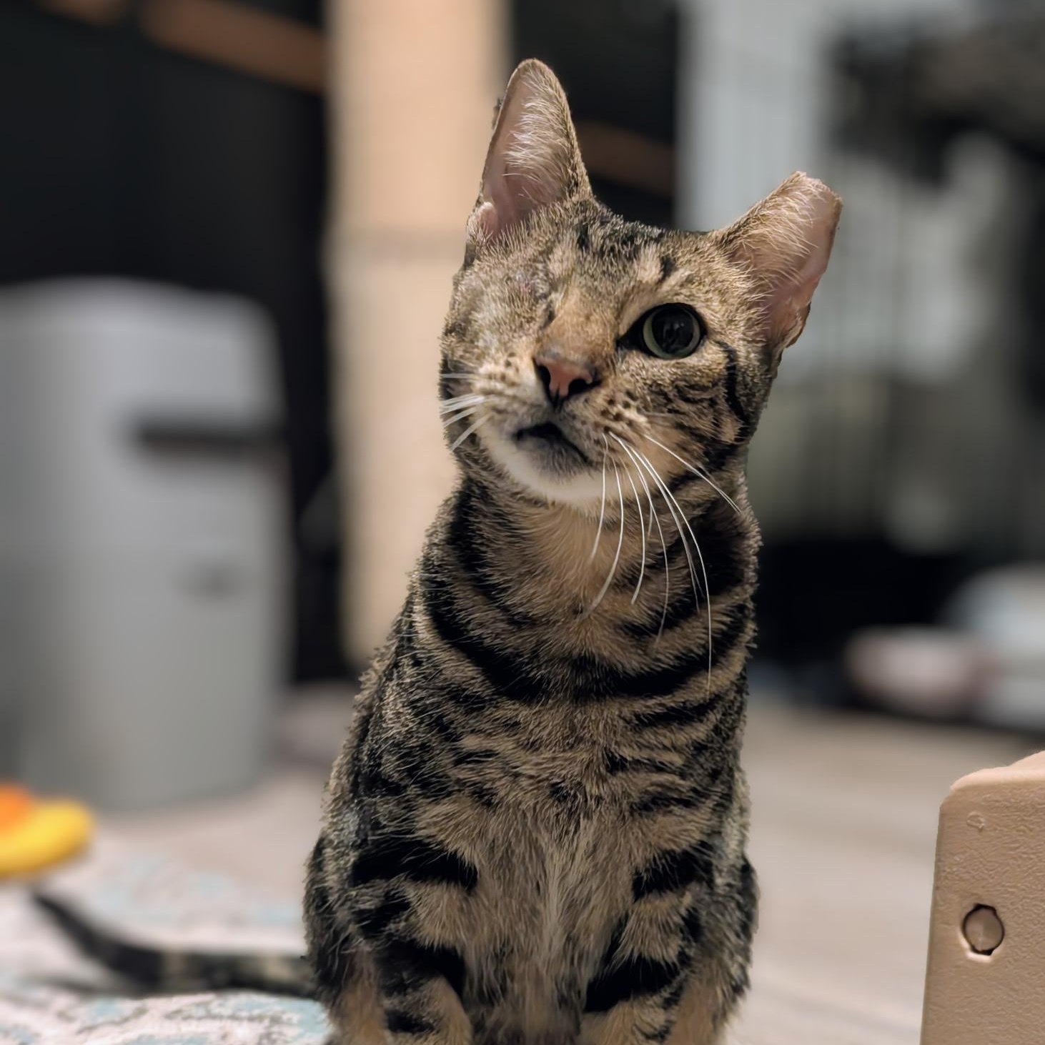 Silvia, adopted, Young Female Domestic Short Hair.