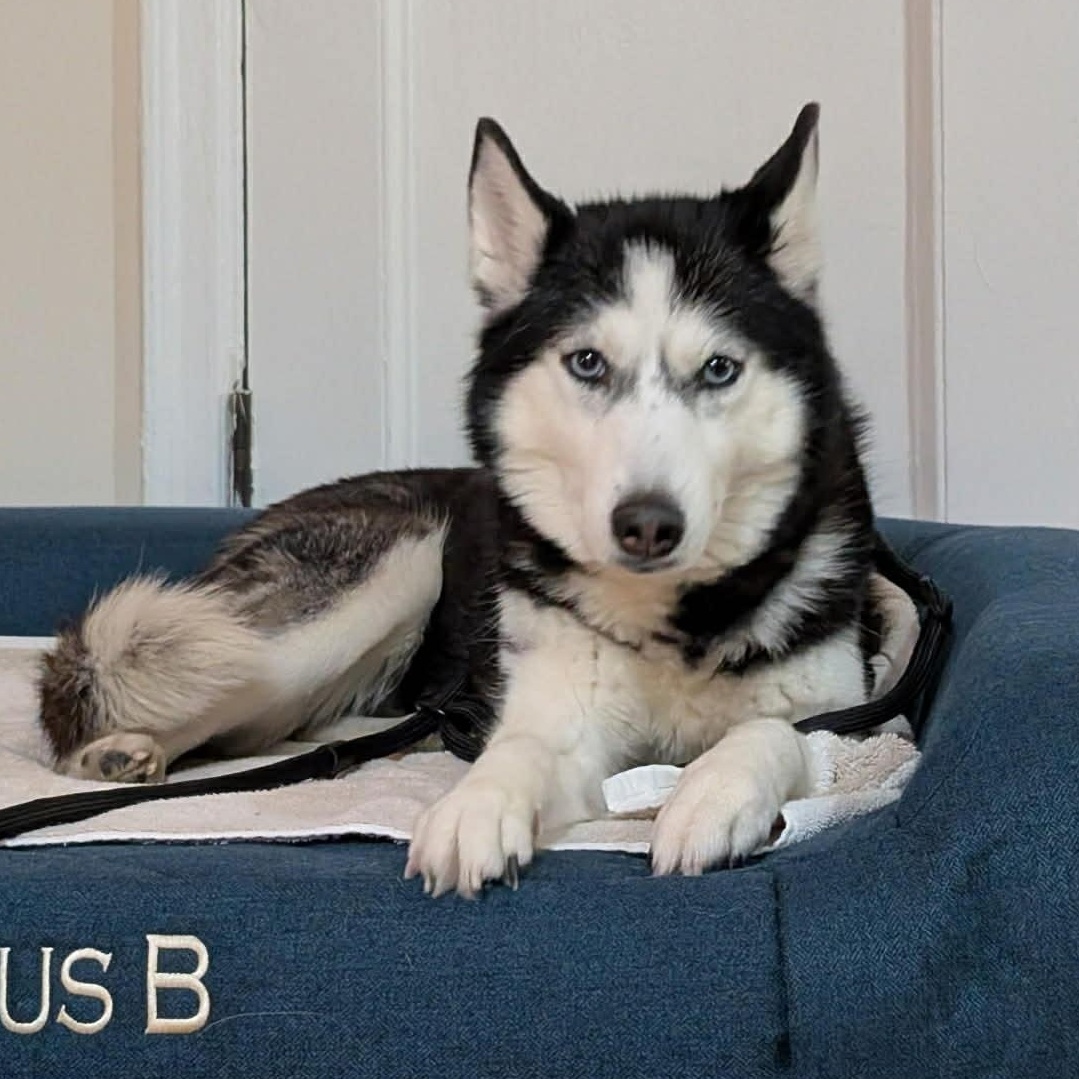 Enlarge Aurora , a Adoptable Siberian Husky in Syracuse , NY image 2/6