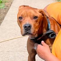 Dozer, Adoptable, Young Male Terrier.