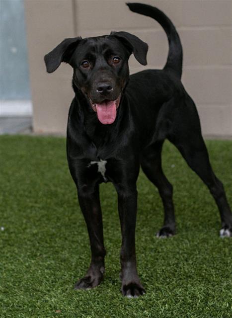 XENA, Adoptable, Young Female Labrador Retriever & Mixed Breed.