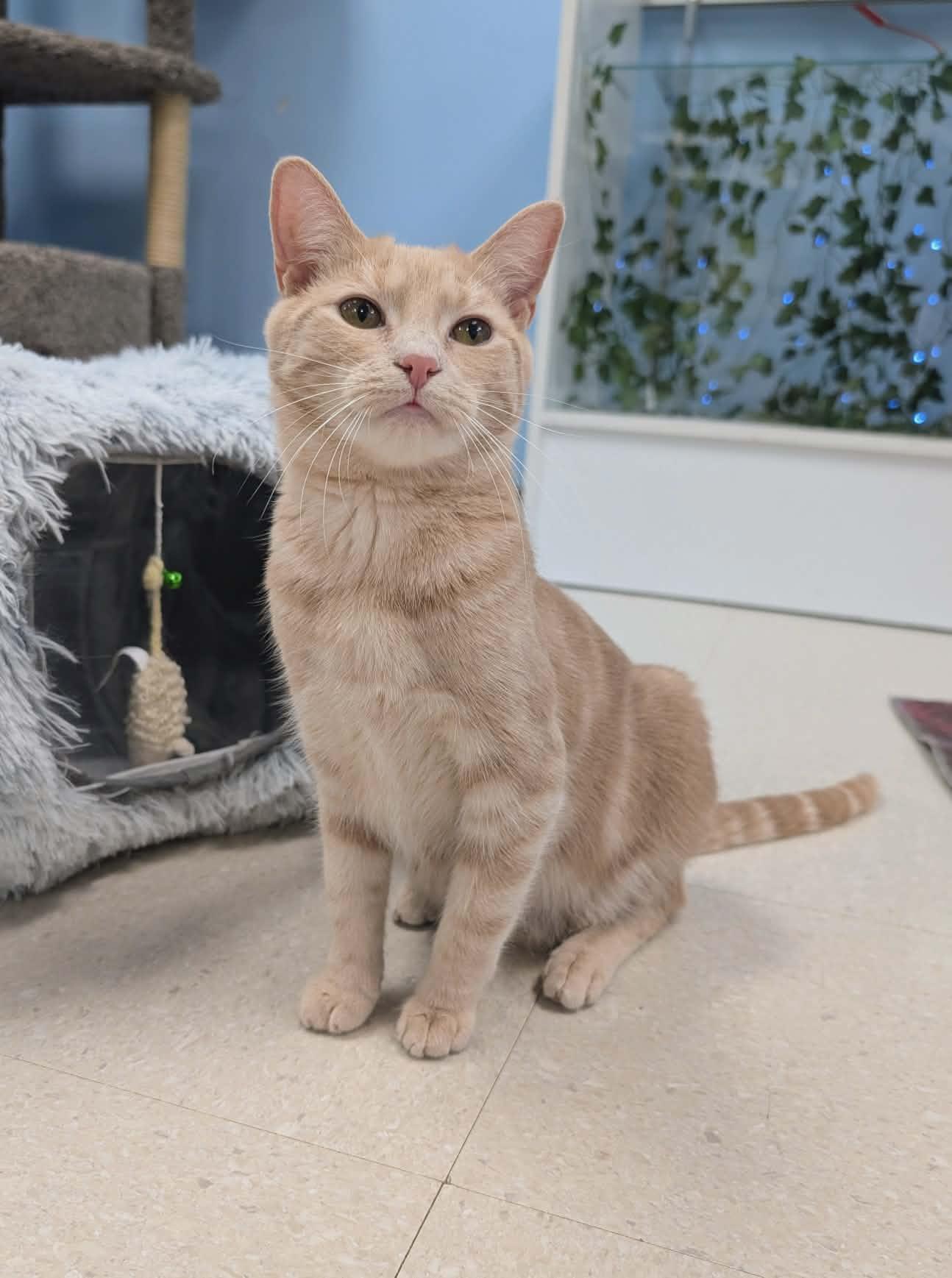 Fiona, a ADOPTABLE Domestic Short Hair in Rochester, NY image 4/5