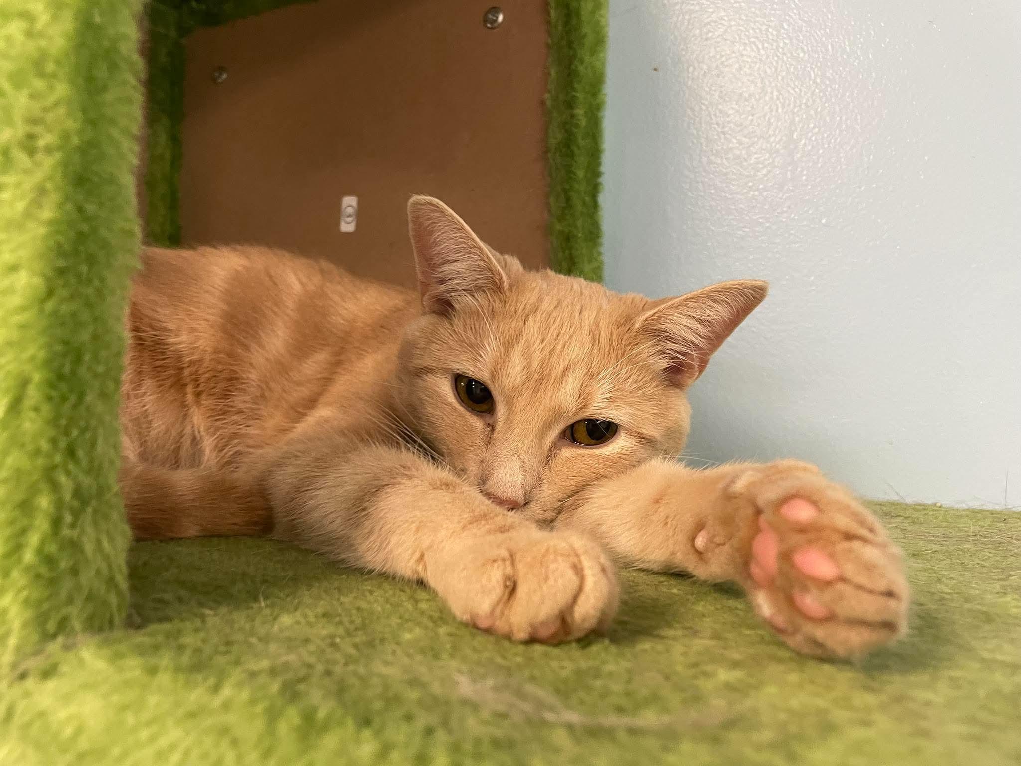 Fiona, ADOPTABLE, Young Female Domestic Short Hair.