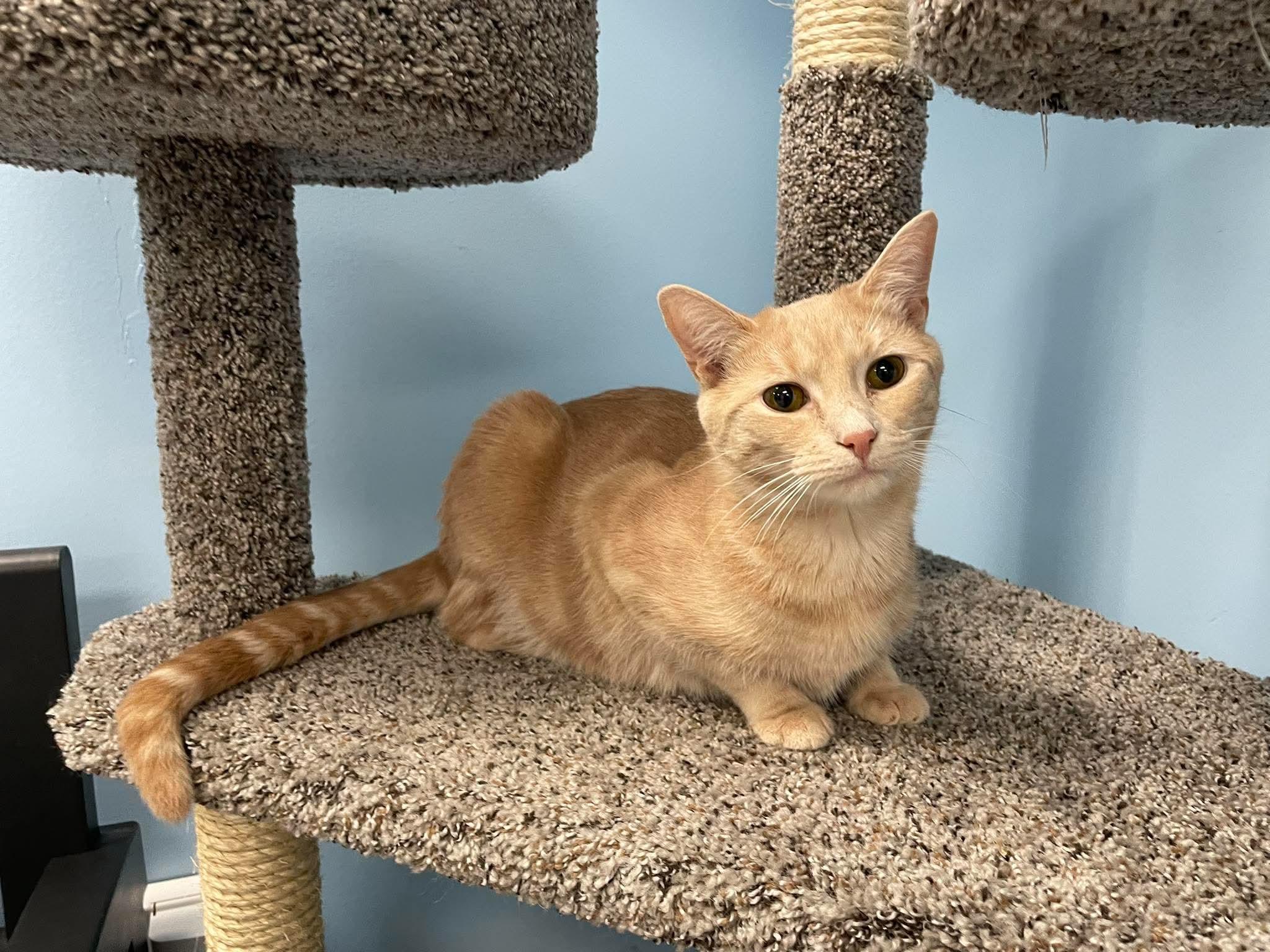 Fiona, a ADOPTABLE Domestic Short Hair in Rochester, NY image 2/5