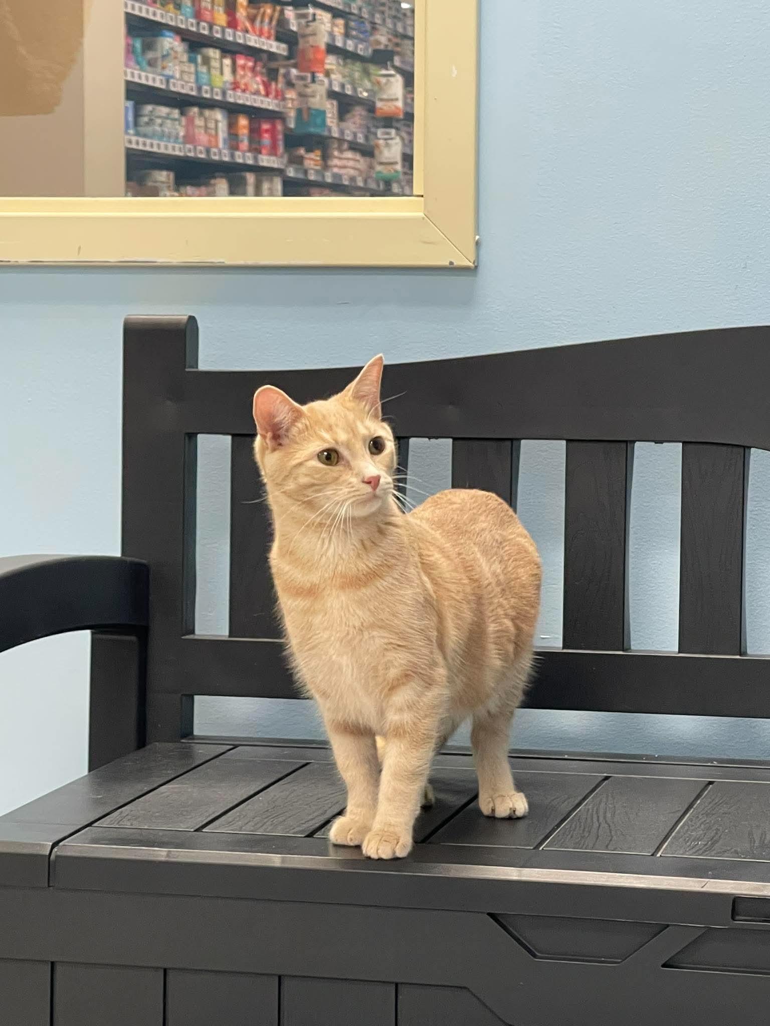 Fiona, a ADOPTABLE Domestic Short Hair in Rochester, NY image 5/5