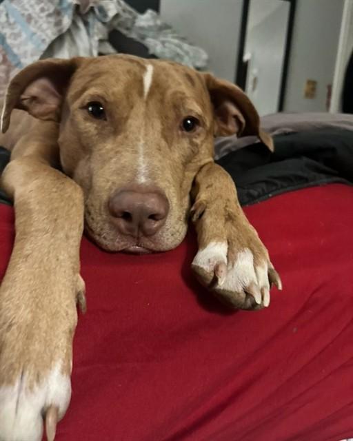 SCOOBY, Adoptable, Young Male Catahoula Leopard Dog.