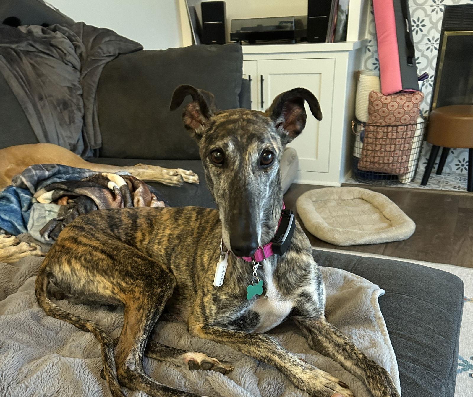 Enlarge Golondrina, a Adoptable Galgo Spanish Greyhound in Kansas City, MO image 1/3