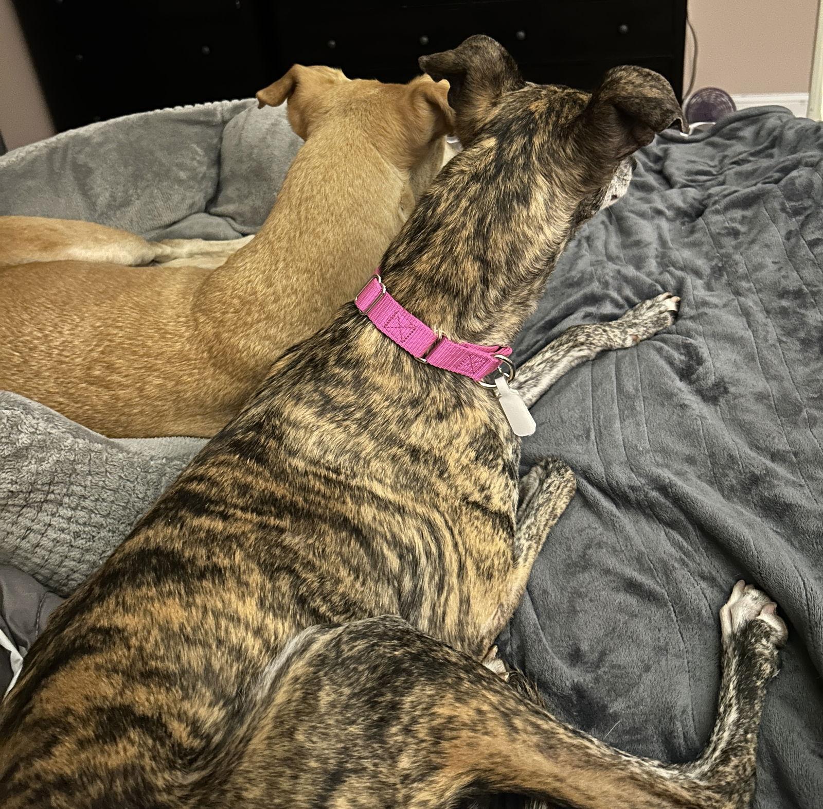 Enlarge Golondrina, a Adoptable Galgo Spanish Greyhound in Kansas City, MO image 2/3