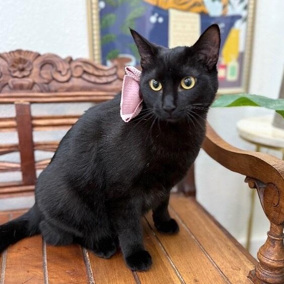 Gemini Constellation — thumbnail 5