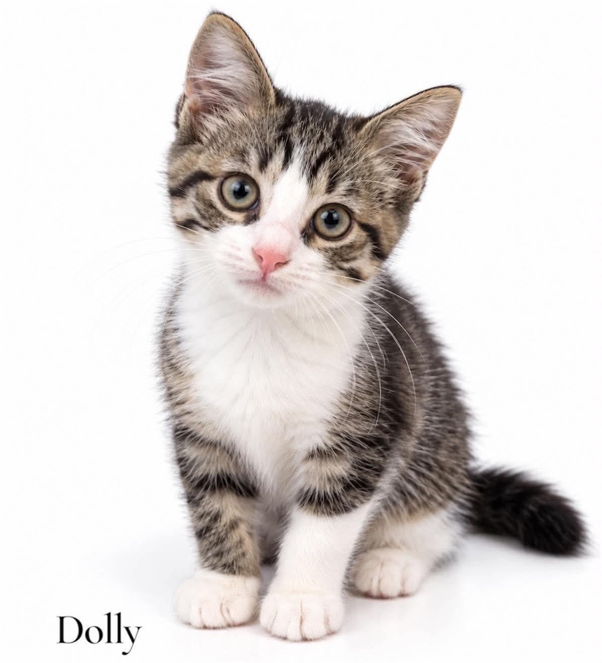 Dolly, Adoptable, Kitten Female Domestic Medium Hair.