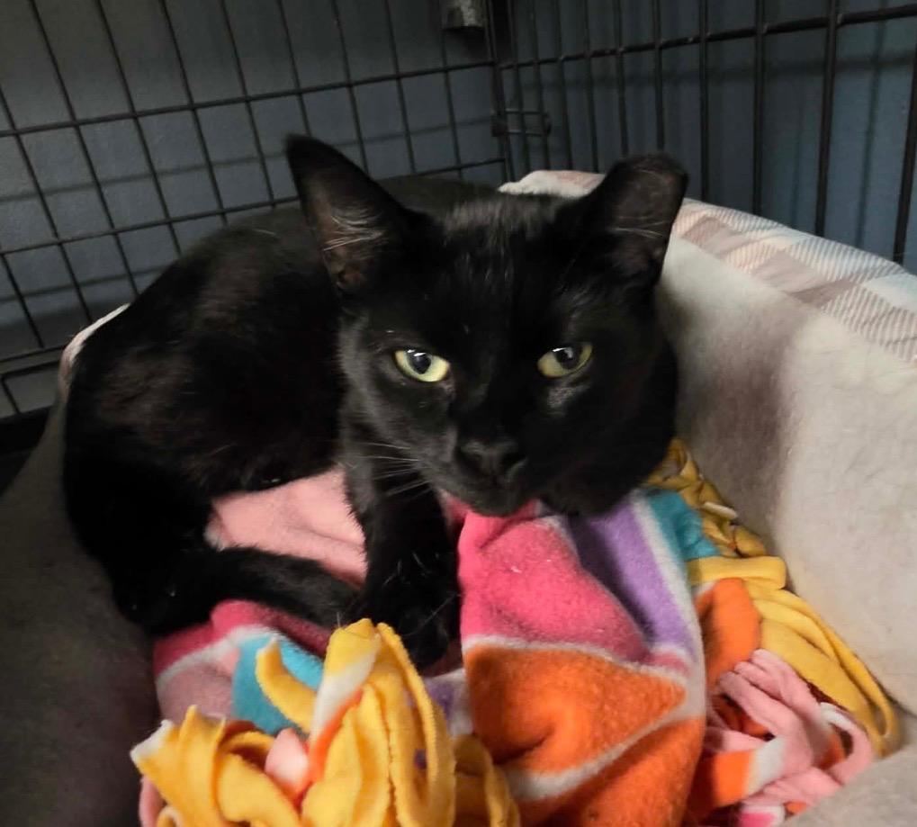 PRUNELLA, Adoptable, Adult Female Domestic Short Hair.