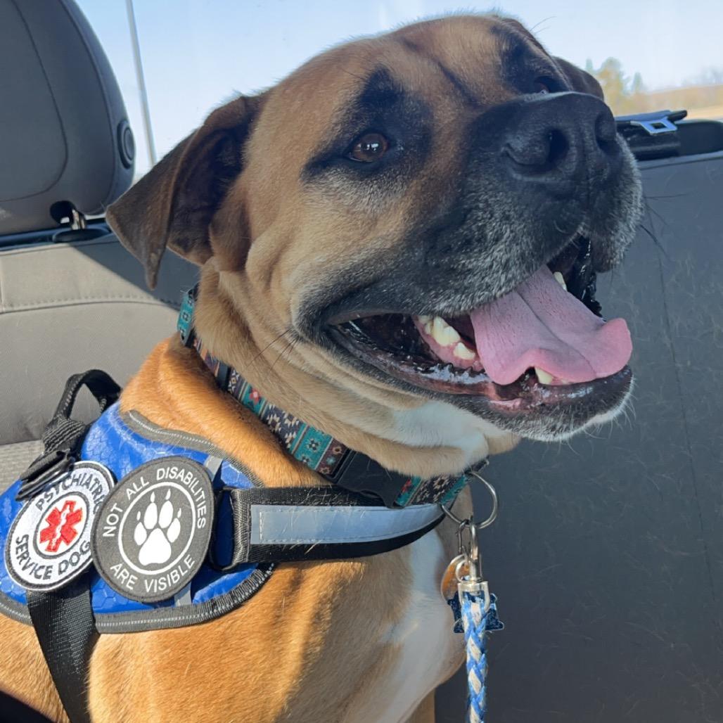 Sokka, Adoptable, Adult Male Rhodesian Ridgeback.