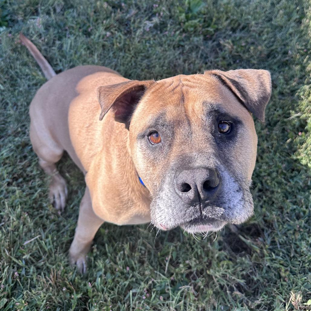 Enlarge Sokka, a Adoptable Rhodesian Ridgeback in Mount Vernon, IN image 2/6