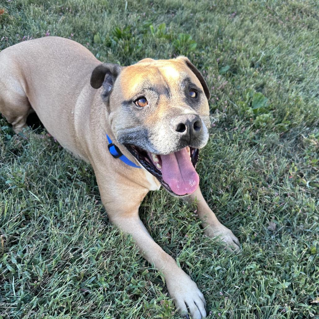 Enlarge Sokka, a Adoptable Rhodesian Ridgeback in Mount Vernon, IN image 3/6