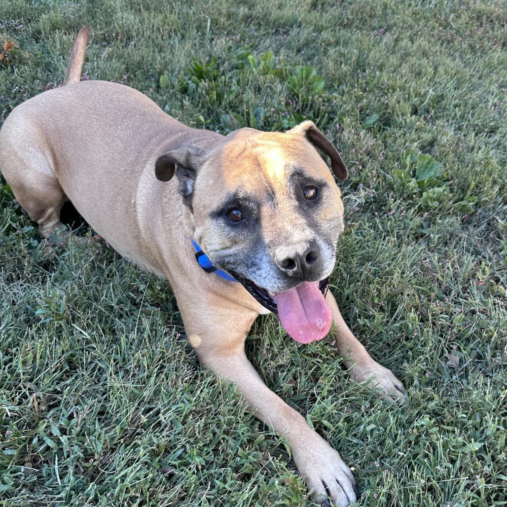 Enlarge Sokka, a Adoptable Rhodesian Ridgeback in Mount Vernon, IN image 4/6