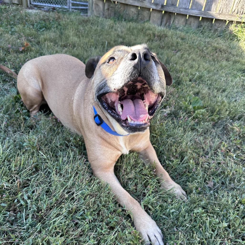 Enlarge Sokka, a Adoptable Rhodesian Ridgeback in Mount Vernon, IN image 5/6