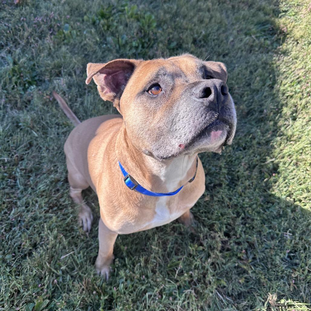 Enlarge Sokka, a Adoptable Rhodesian Ridgeback in Mount Vernon, IN image 6/6