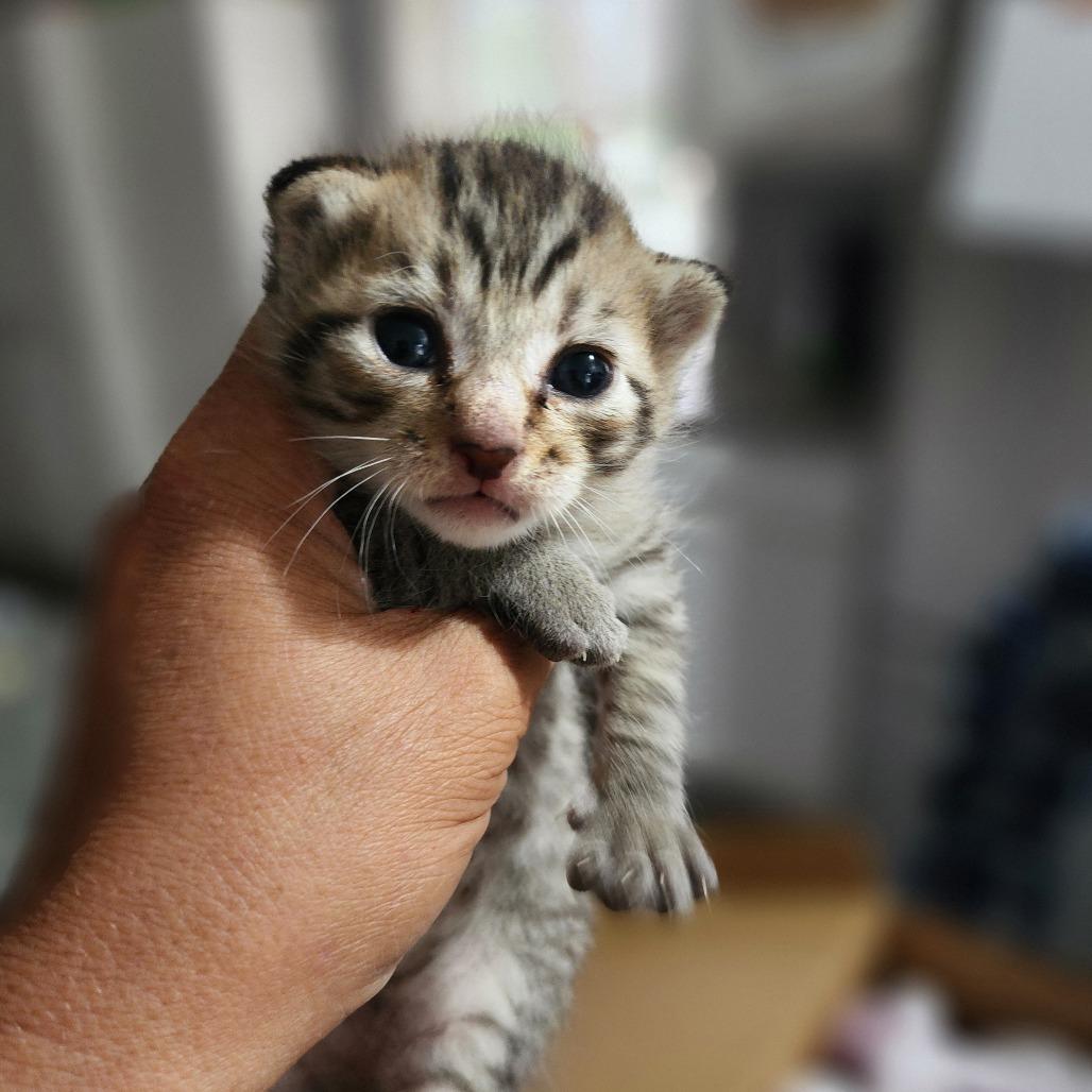 Lil Dude, Adoptable, Kitten Male Domestic Short Hair.