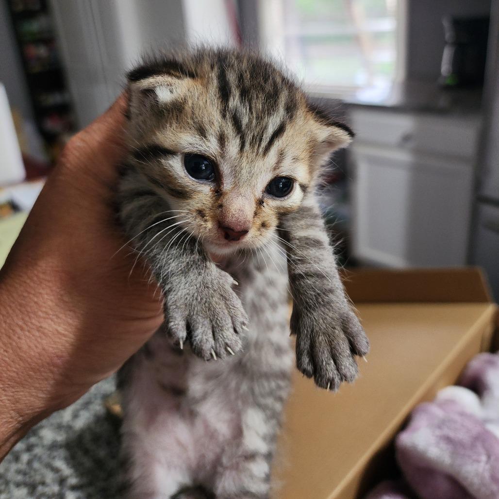 Enlarge Lil Dude, a Adoptable Domestic Short Hair in Centerville, TN image 2/2