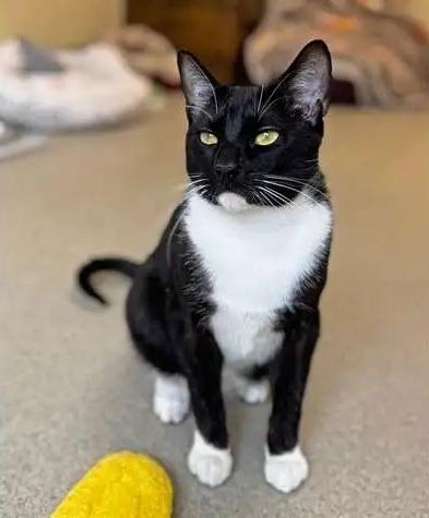 Enlarge Falcon, a Adoptable mixed breed in Coupeville, WA image 1/2