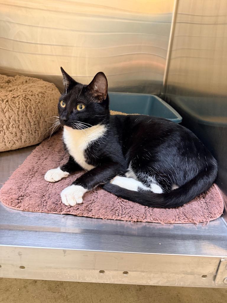 Enlarge Falcon, a Adoptable mixed breed in Coupeville, WA image 2/2