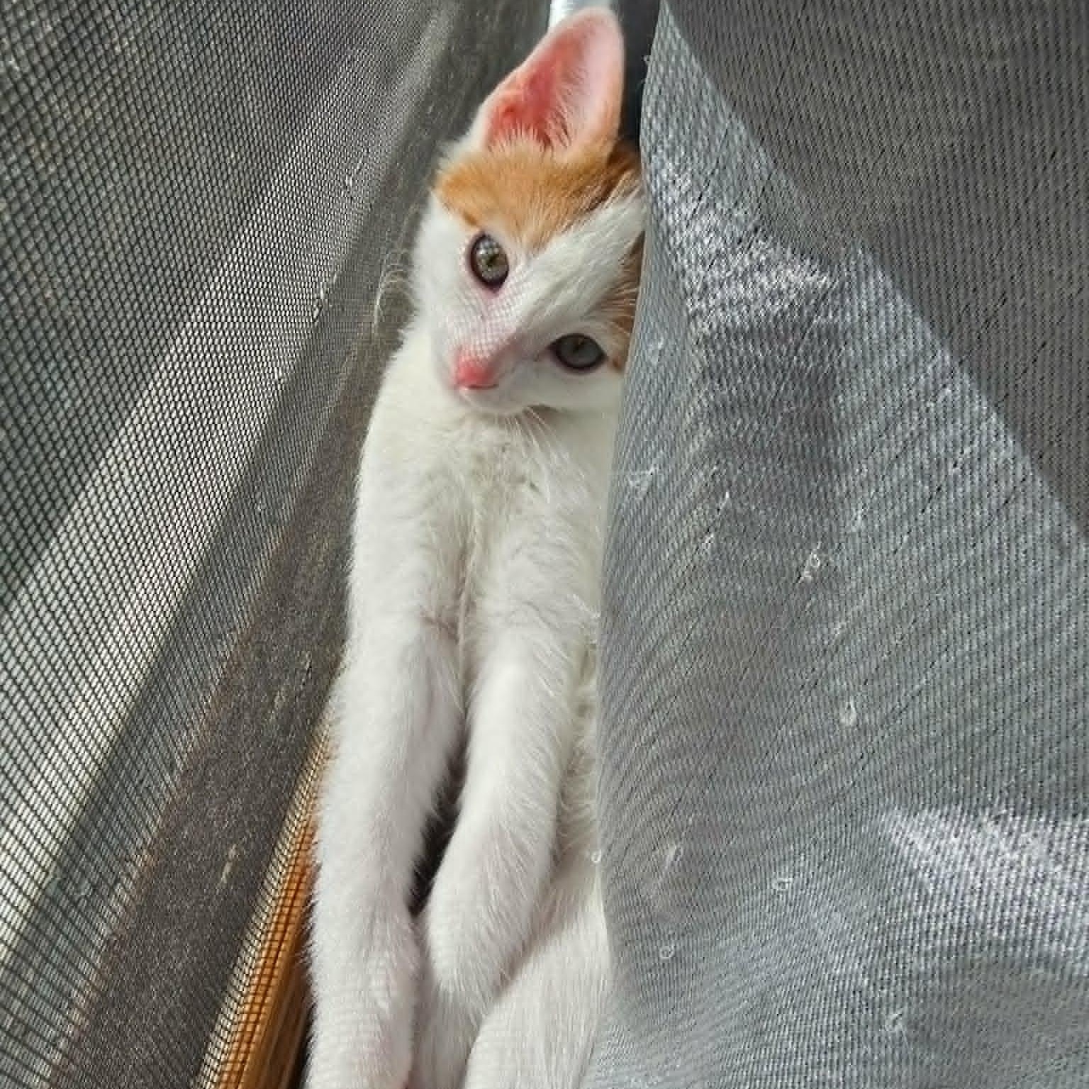 George, ADOPTABLE, Kitten Male Domestic Short Hair.
