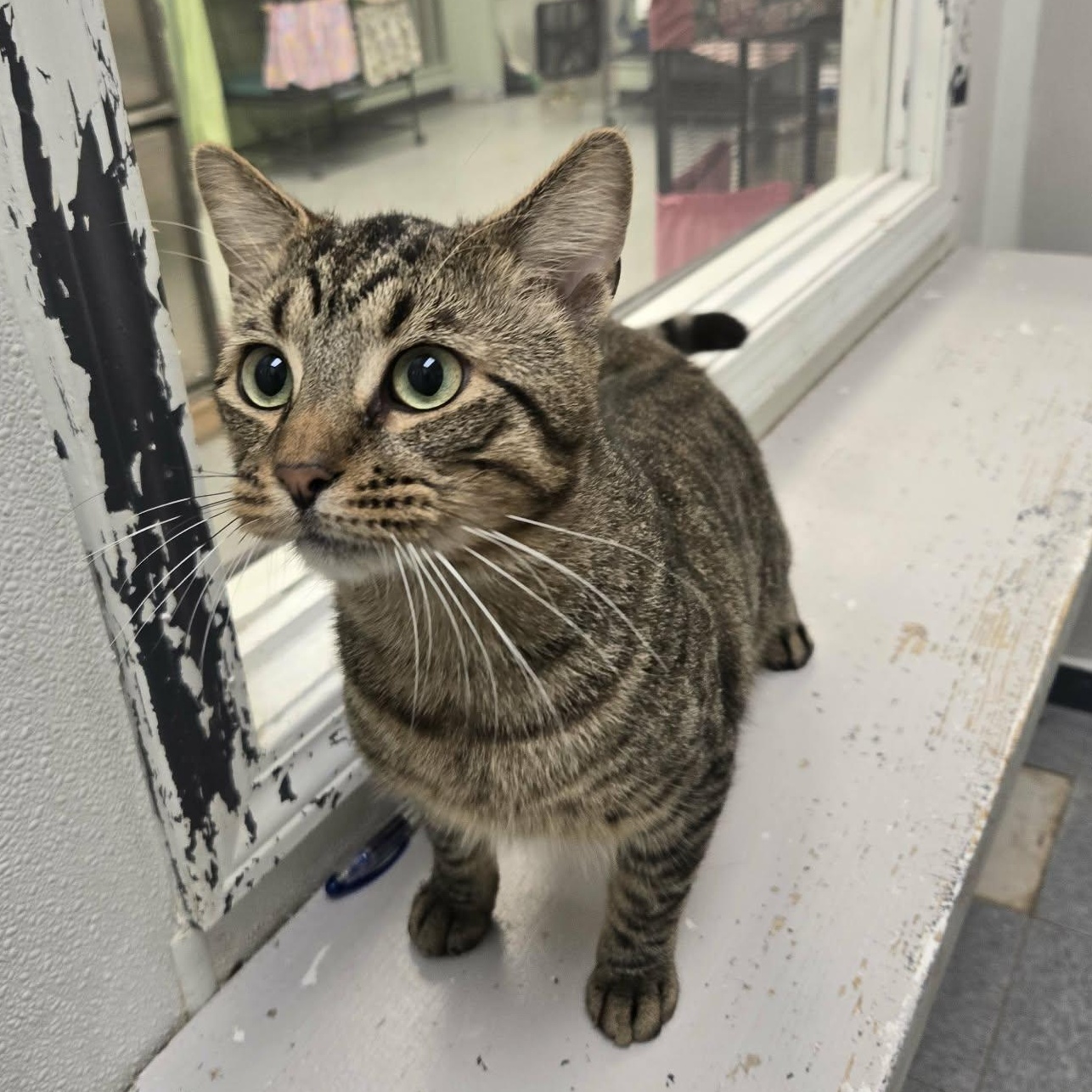 Enlarge Tigger, a Adopted Domestic Short Hair in Martinsville, IN image 2/2