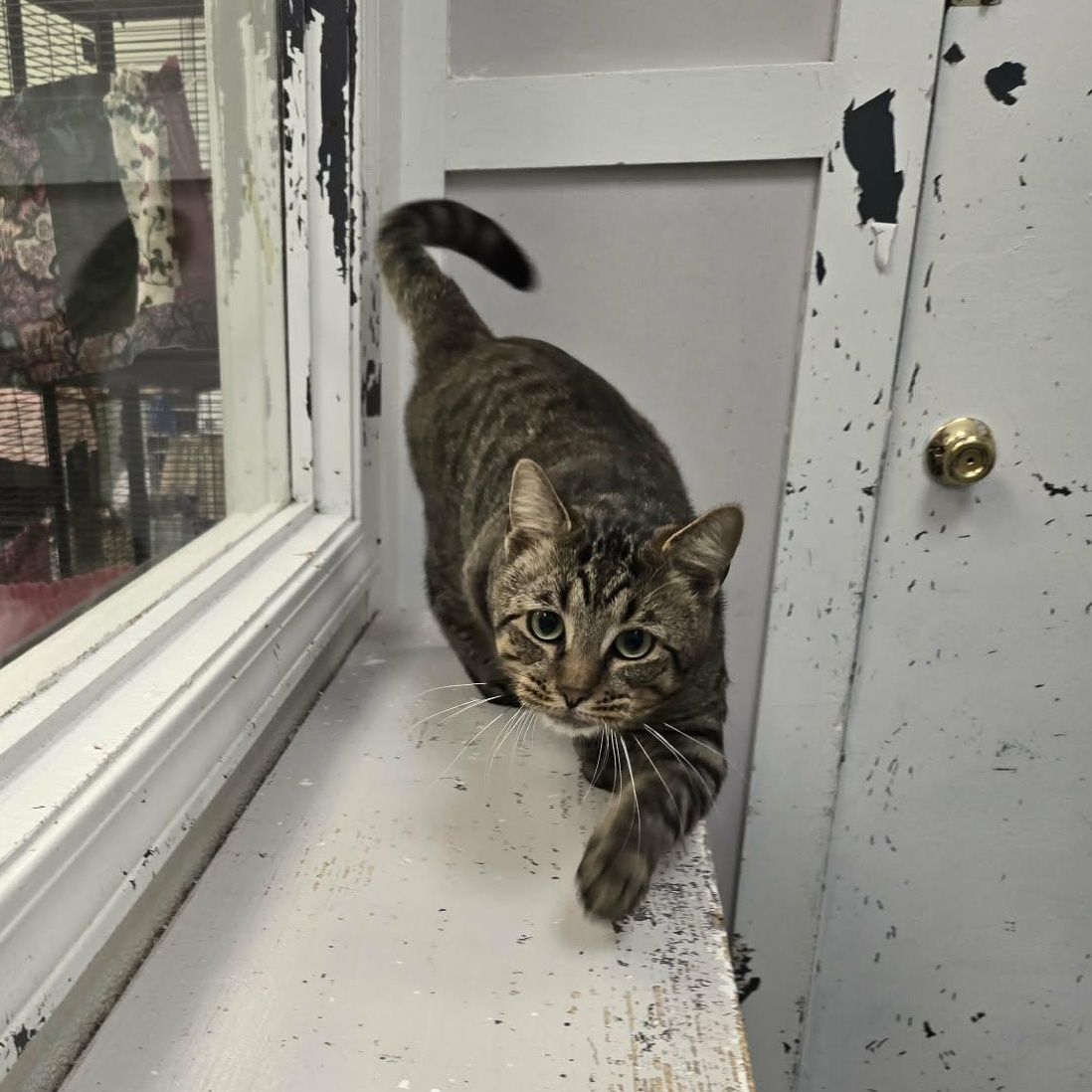 Enlarge Tigger, a Adopted Domestic Short Hair in Martinsville, IN image 1/2