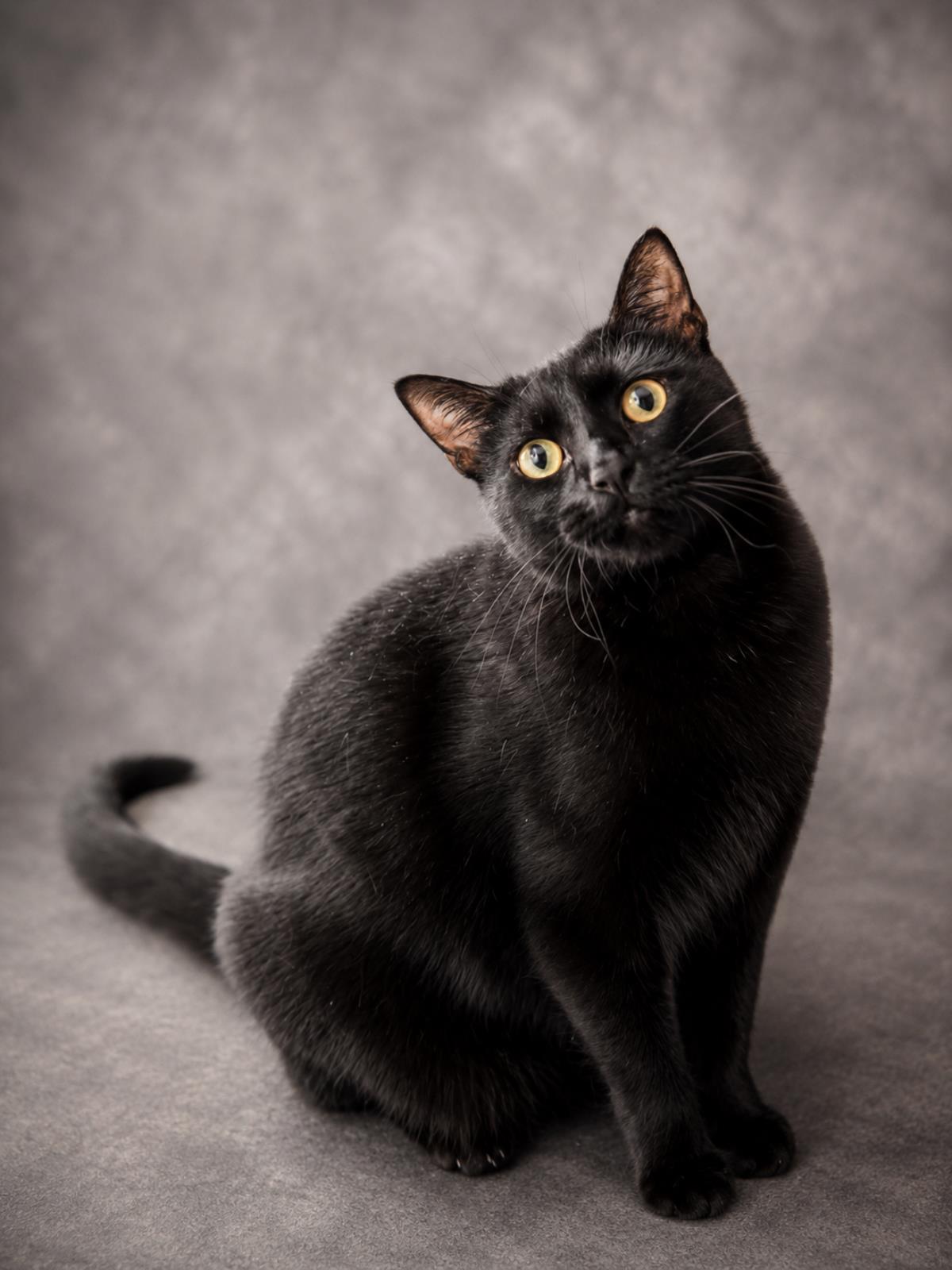 Annie, Adoptable, Adult Female Domestic Short Hair.