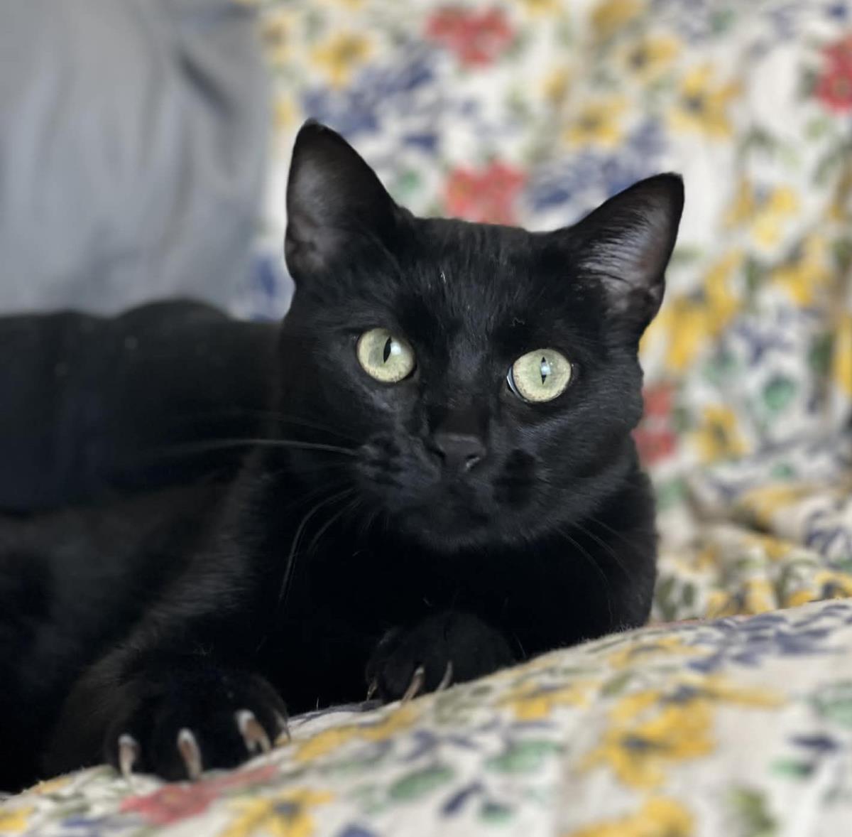 Enlarge Annie, a Adoptable Domestic Short Hair in Rockwall, TX image 2/3
