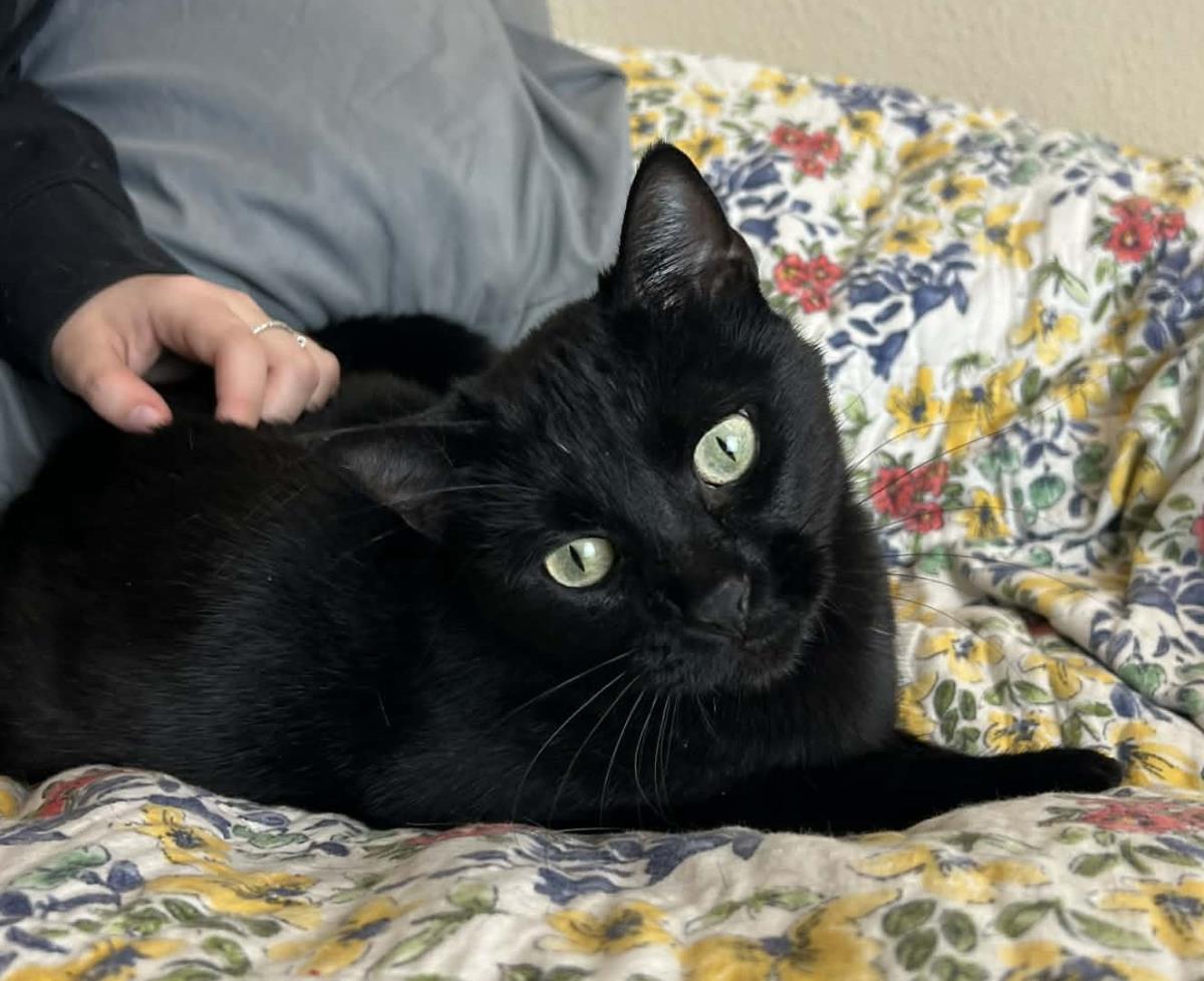 Annie, Adoptable, Adult Female Domestic Short Hair.