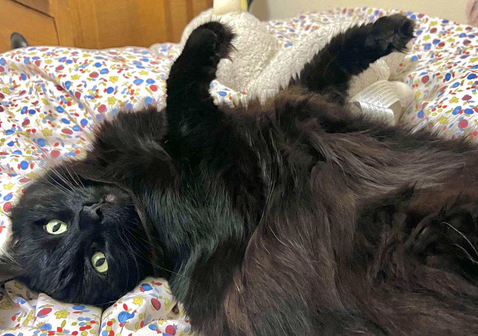 Millie, Adoptable, Adult Female Bombay & Domestic Medium Hair.