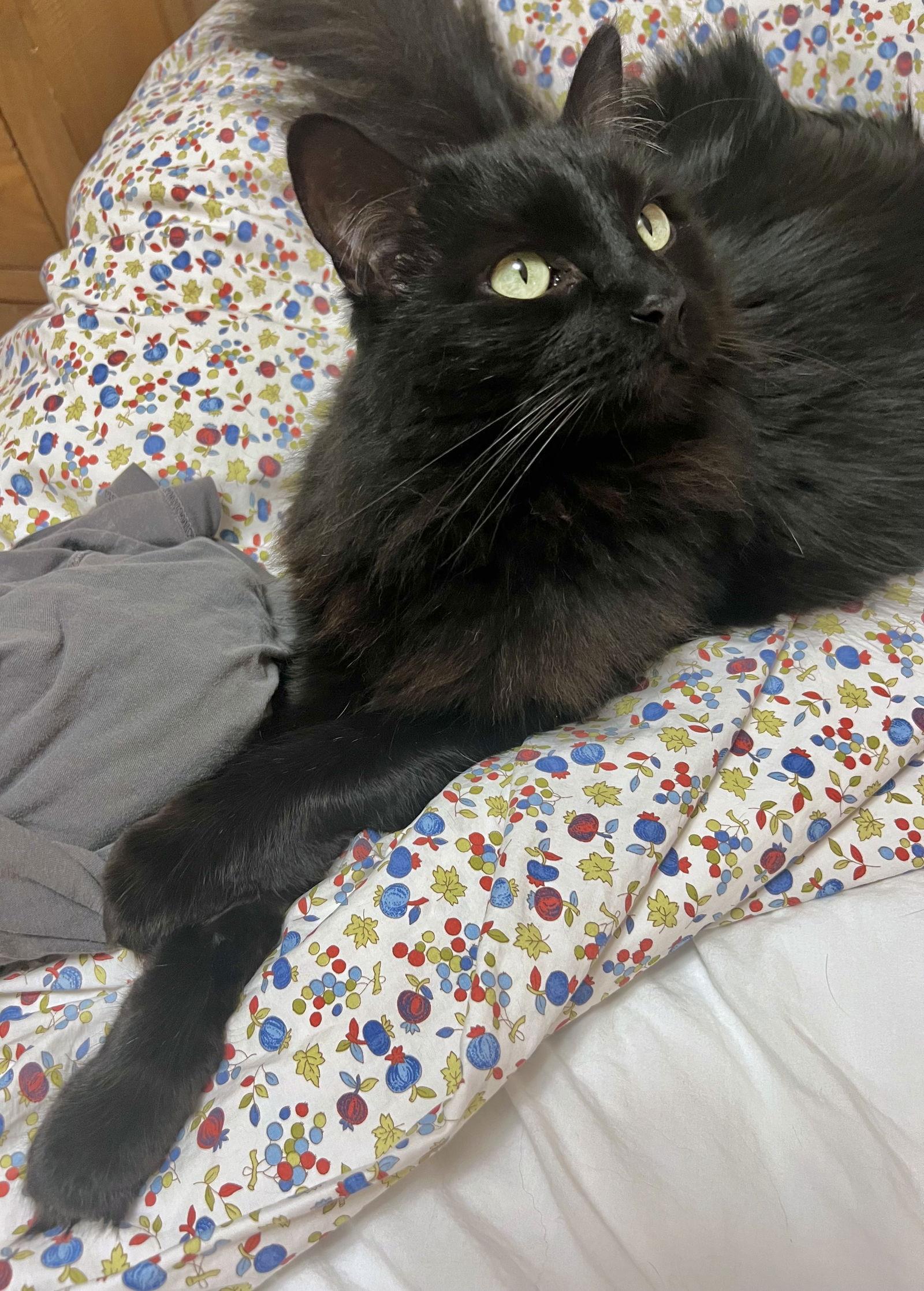 Millie, a Adoptable mixed breed in San Luis Obispo, CA image 2/2