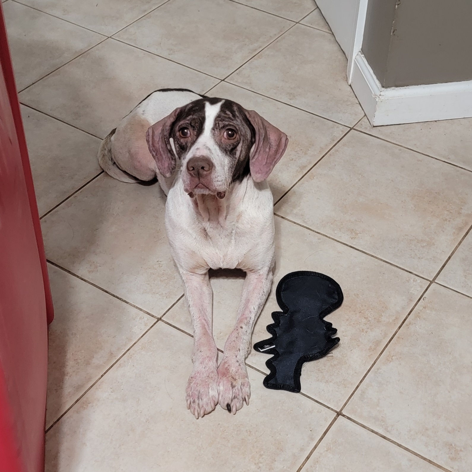 Dog for adoption DOVE, an English Pointer in Staten Island, NY Petfinder