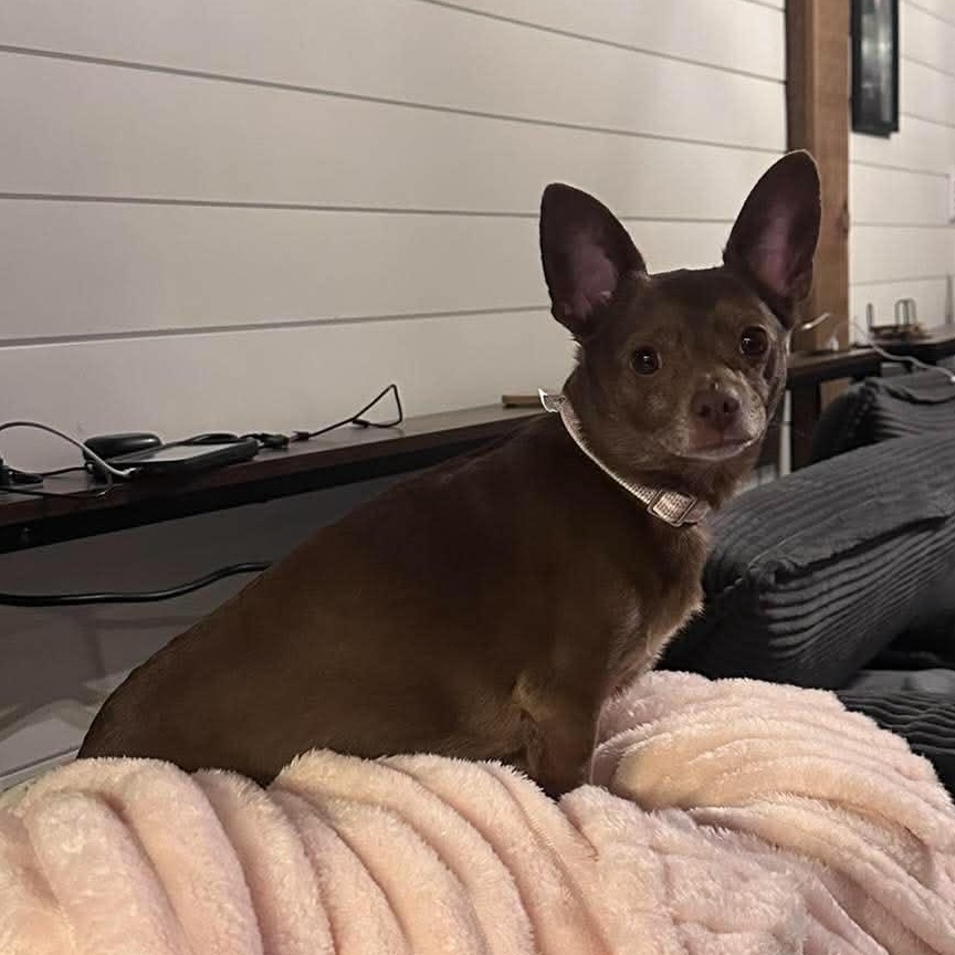 Birdie, an adopted Chihuahua in Rochester, NY image 2/4