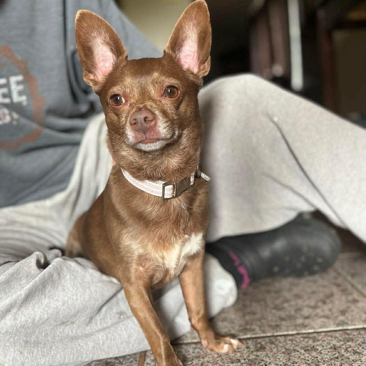 Birdie, adopted, Adult Female Chihuahua.