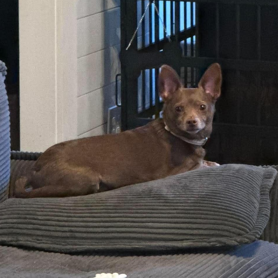 Birdie, an adopted Chihuahua in Rochester, NY image 4/4