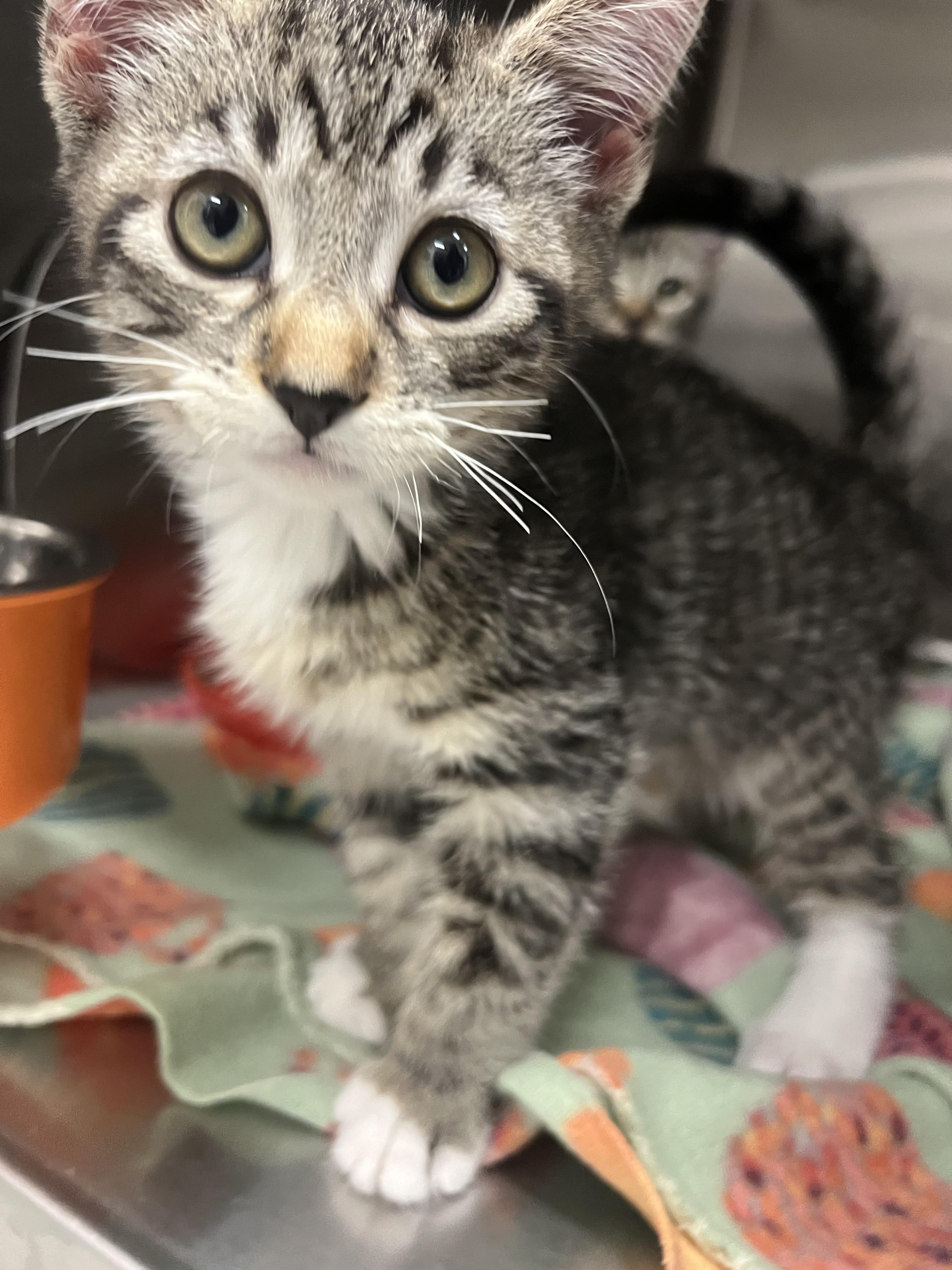 Stefan, Adoptable, Kitten Male Domestic Short Hair.