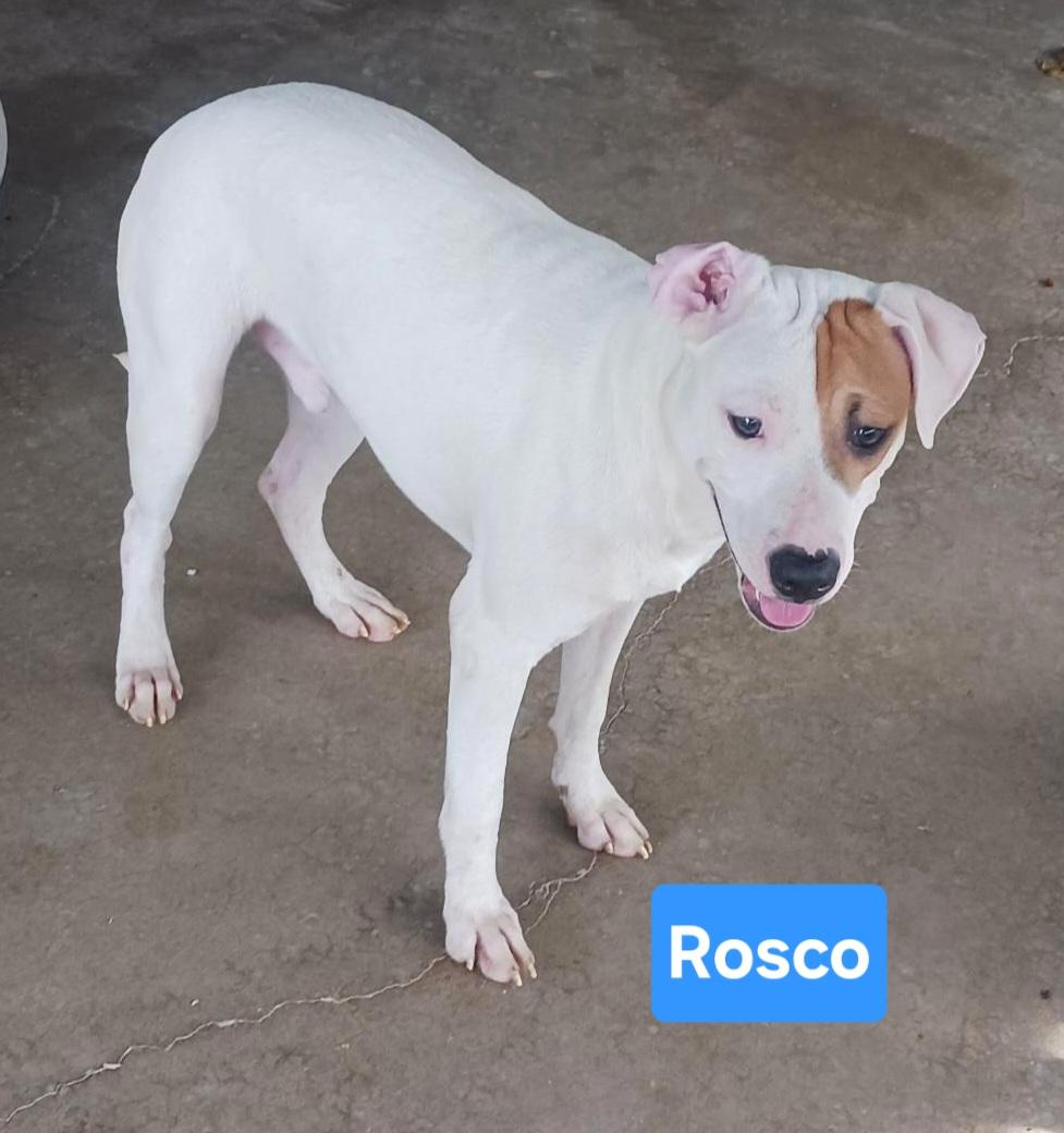 Roscoe